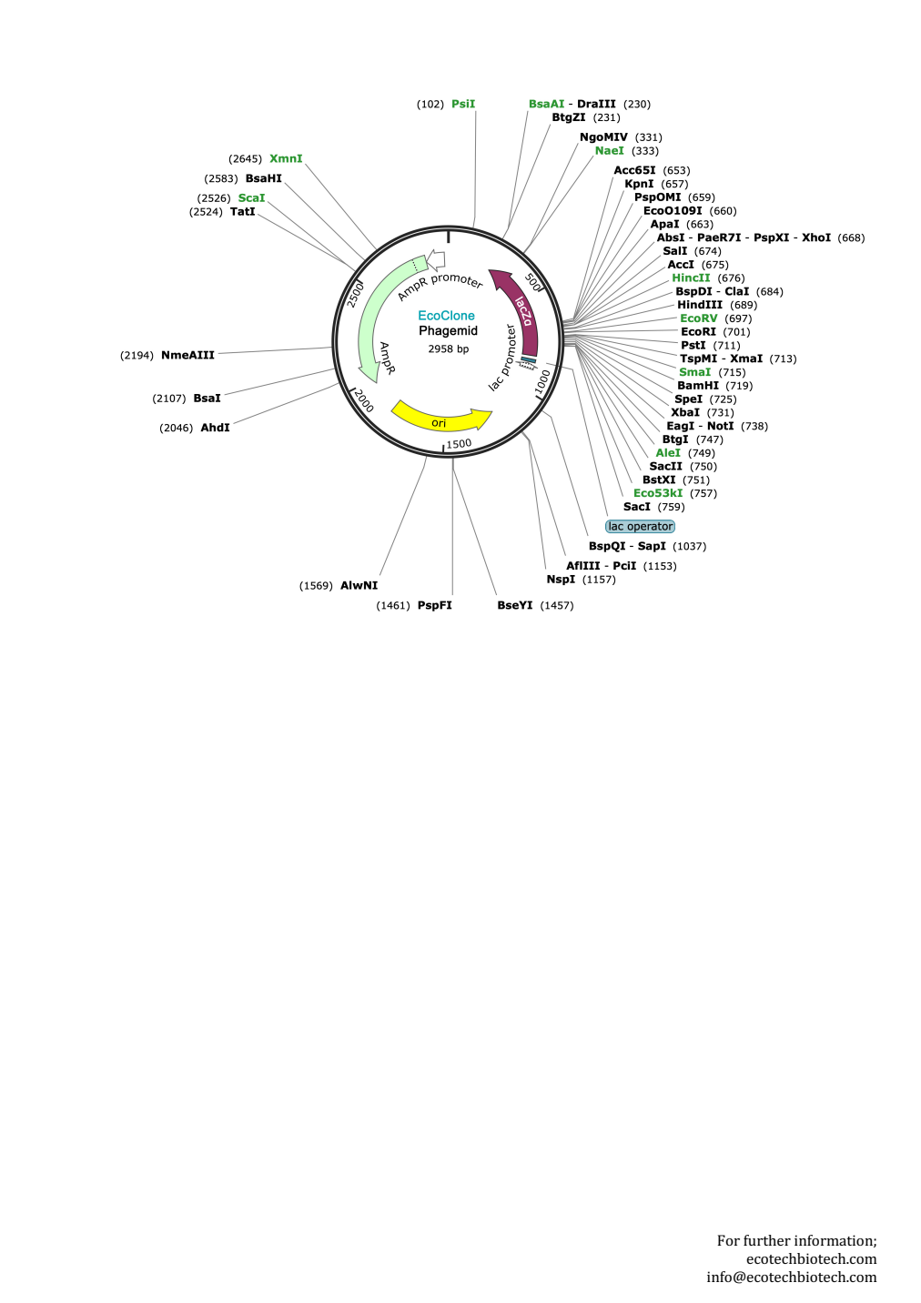 EcoClone Phagemid — Vector map